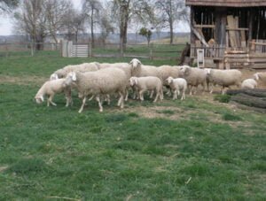 Pročitajte više o članku Do 26. 11. 2021. predajte zahtjev za potporu unaprjeđenja uzgoja ovaca i koza za ovu godinu
