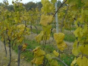 Pročitajte više o članku Natječaj za provedbu tipa operacije 5.2.1. Obnova poljoprivrednog zemljišta i proizvodnog potencijala narušenog elementarnim i prirodnim nepogodama (tuča, mraz i sl.) kao i zlatnom žuticom – prijave od 4. travnja do 31. svibnja 2022.