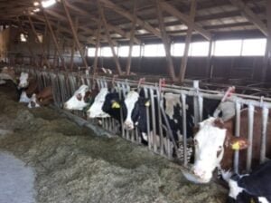 Pročitajte više o članku Aktualni natječaji iz Mjere 4 za sektor (mliječnog) govedarstva