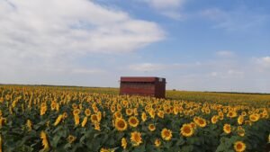 Pročitajte više o članku Međimurski pčelari kojima je evidentirana šteta od pomora pčela u 2022. do 26. kolovoza moraju podnijeti zahtjev za potporu