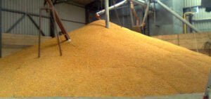 Pročitajte više o članku Objavljen natječaj za tip operacije 4.1.1 »Restrukturiranje, modernizacija i povećanje konkurentnosti poljoprivrednih tipa gospodarstava« – ulaganja u skladišne kapacitete za žitarice i uljarice – prijave do 30. lipnja 2022.