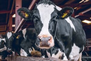 Pročitajte više o članku Objavljen natječaj za aktivnosti proizvođačkih organizacija vrijedan 10 milijuna kuna – prijave od 04.07. 2022.