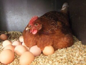 Pročitajte više o članku 20 milijuna kuna potpore za registrirane klaonice peradi i primarne proizvođače jaja do 31. 12. 2021.