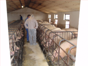 Pročitajte više o članku Ispunjenje obveze vođenja Registra svinja na gospodarstvu od sada moguće i putem digitalne platforme ePosjednik