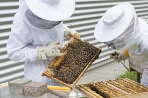 Pročitajte više o članku e-Savjetovanje za Program potpore pčelarima za saniranje šteta vrijedan 1,2 milijuna kuna