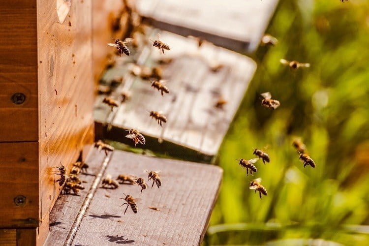 Pročitajte više o članku Pčelarski sektor od 2023. do 2027. godine dobiva godišnje više od 28 milijuna kuna