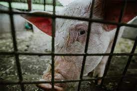 Pročitajte više o članku Financijska potpora za postavljanje dvostrukih ograda u uzgoju svinja na otvorenom – prijave do 3. listopada 2022.